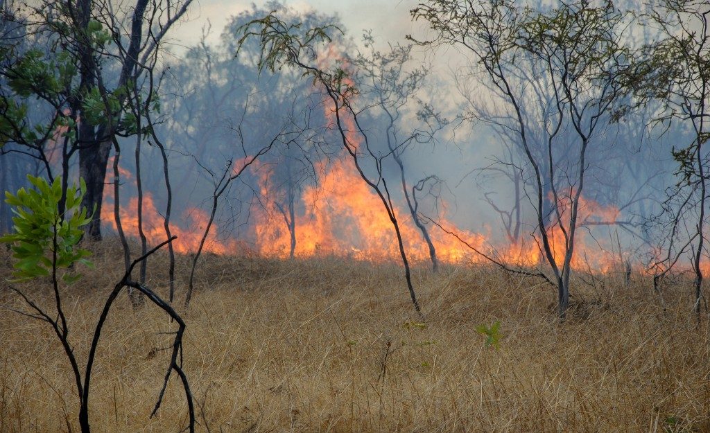 Bushfire