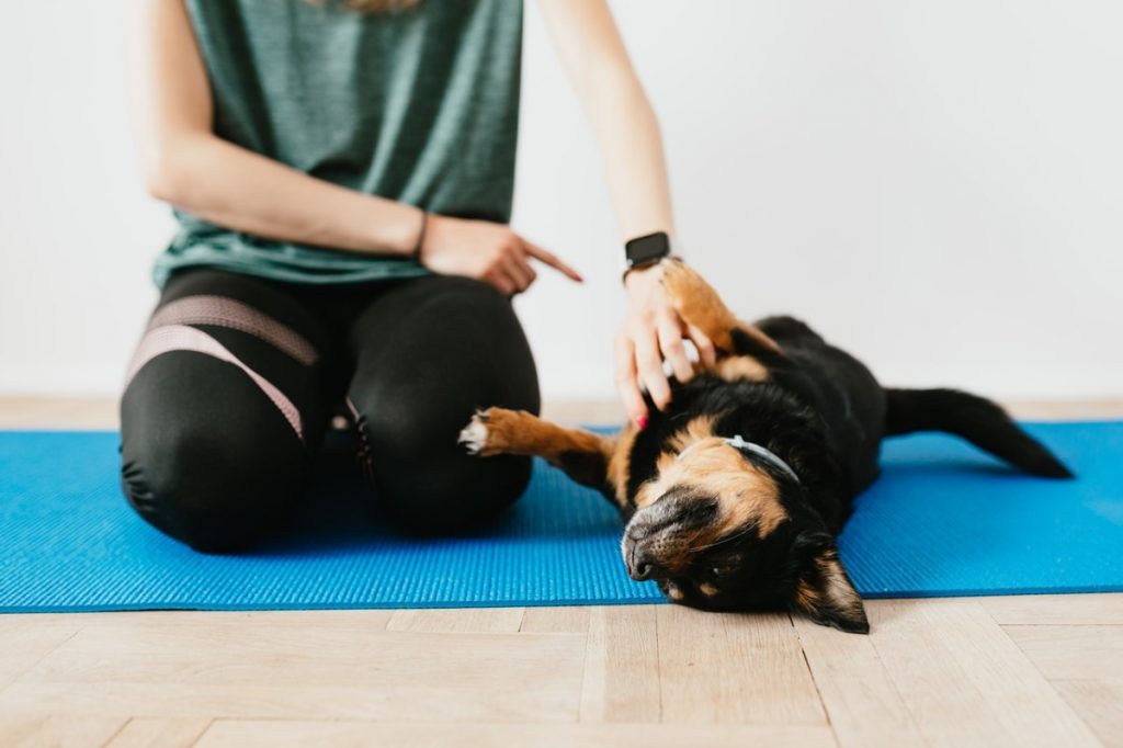 dog on a yoga mat