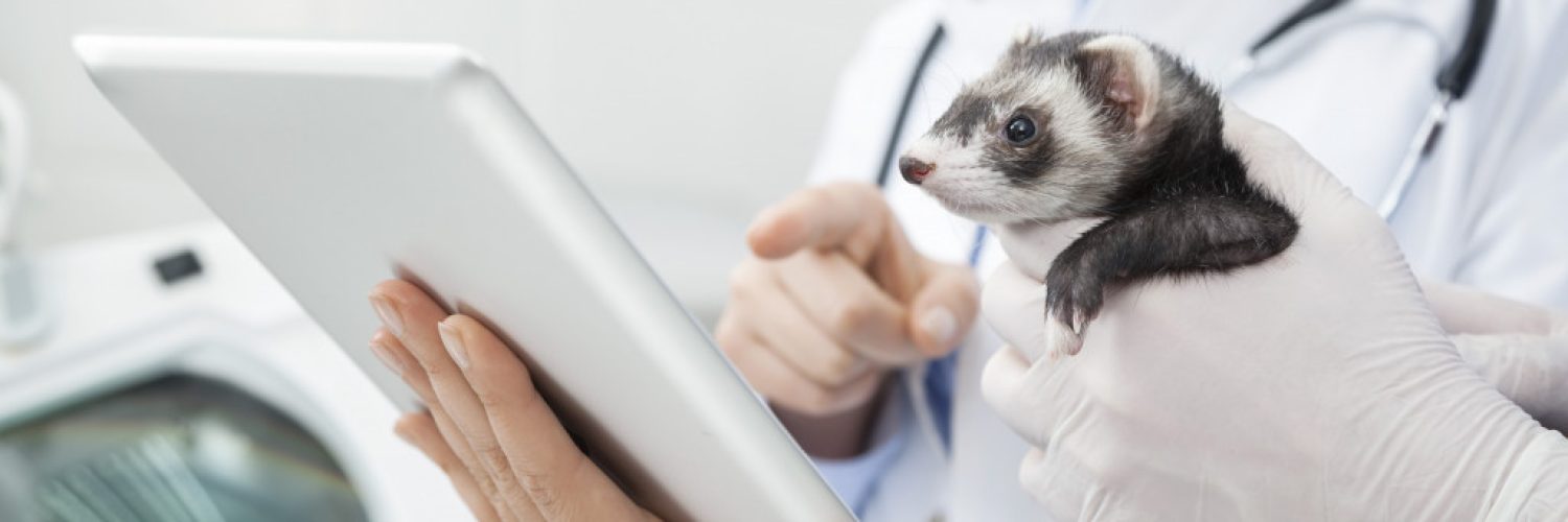 doctor holding an animal