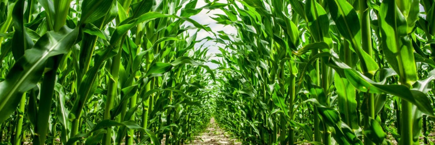 High corn crops